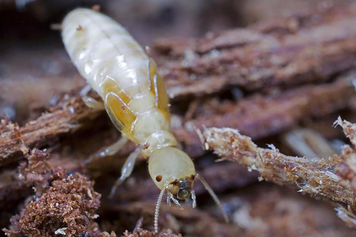 Traitement anti-termites avant construction Ajaccio