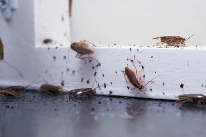Entreprise de désinsectisation, Afa